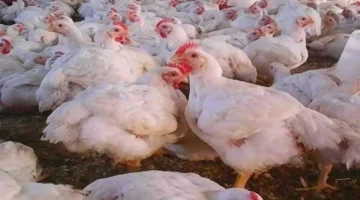 تحديثات الأسواق اليوم.. سعر الفراخ البيضاء يشهد تحركات جديدة في بورصة الدواجن